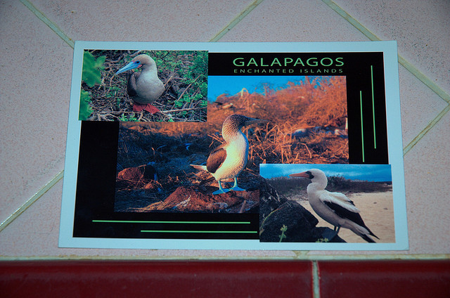 Physical Postcard app Postagram says Apple’s Card app is ‘The sincerest form of flattery’ ...