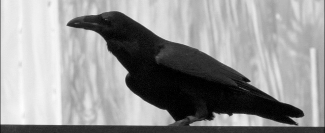 Raven: A new browser for the Mac that turns your favorite sites into apps