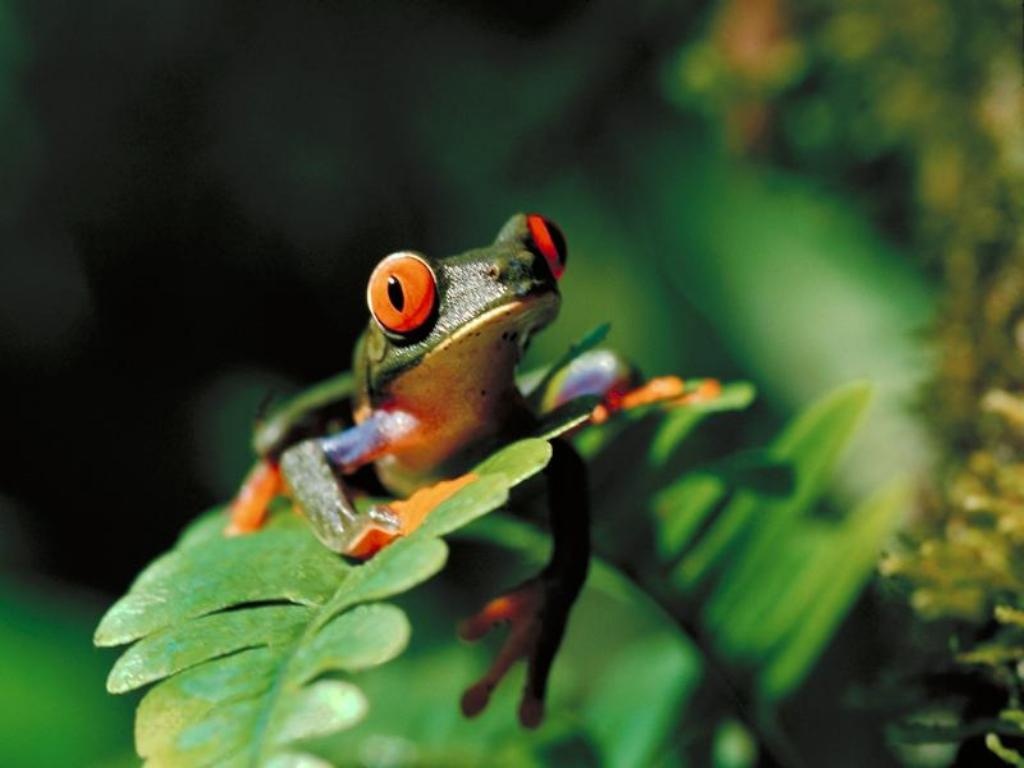 BlogFrog is a must-have community tool for topic-based blogs