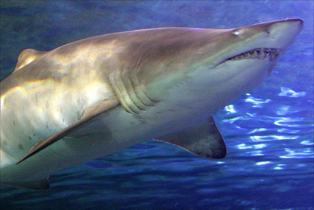 Grooveshark responds to lawsuit, blames ‘blatantly false internet blog comment’