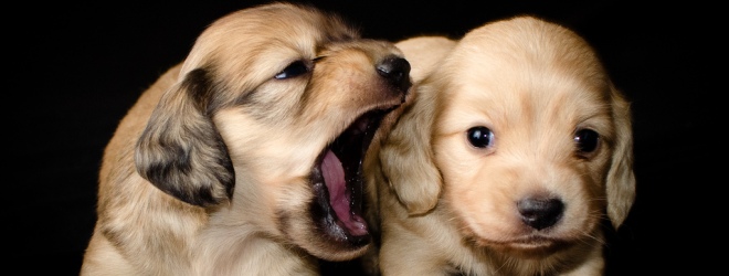 Barkles is Twitter for Debates