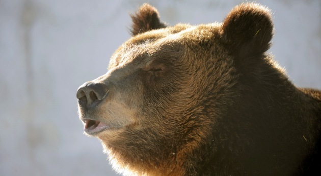 Swedish brown bear cubs’ birth to be live-streamed to the world