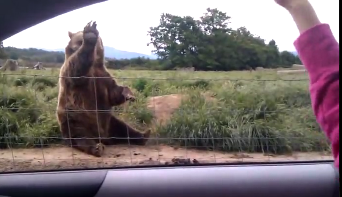Just a bear, waving hello. No big deal.
