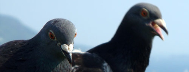 How two friends built a webcomic sensation, with the help of two pigeons