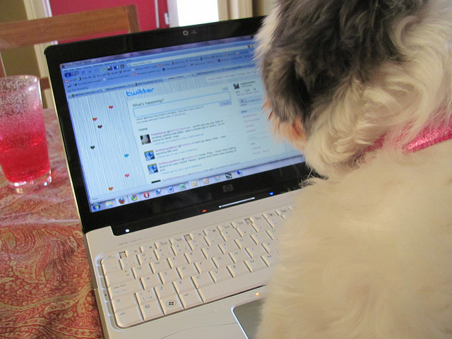 Study reveals that 14% of you have set up a Facebook profile for your dog
