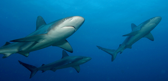 Grooveshark forced offline in Germany by copyright organisation