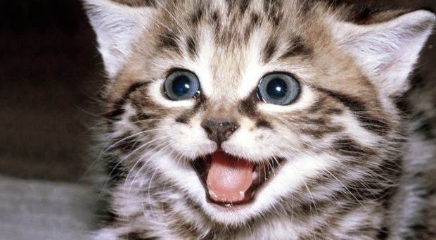 The EFF publicly thanks Reddit for its efforts to defeat SOPA