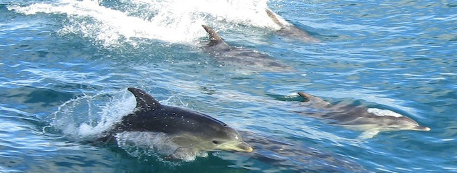 Our online social networking habits mirror animals in the wild, study shows
