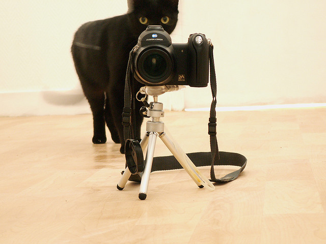 котенок с фотоаппаратом скачать