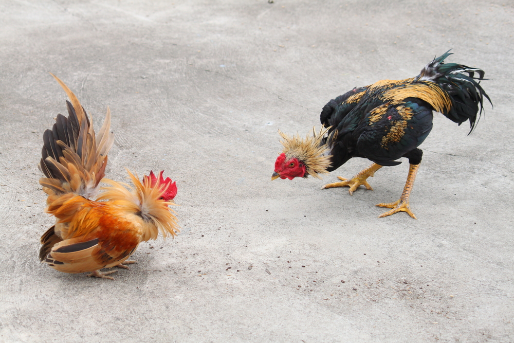 Why Facebook Subscribe can’t compete with Twitter (yet)