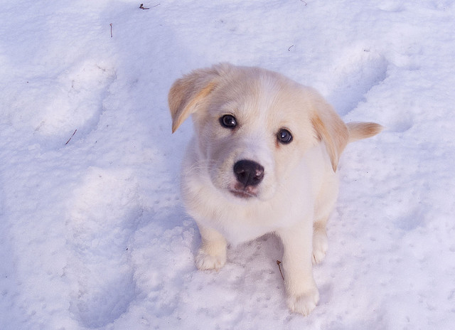 There’s finally an Instagram for dog pictures and it’s called Dogsly