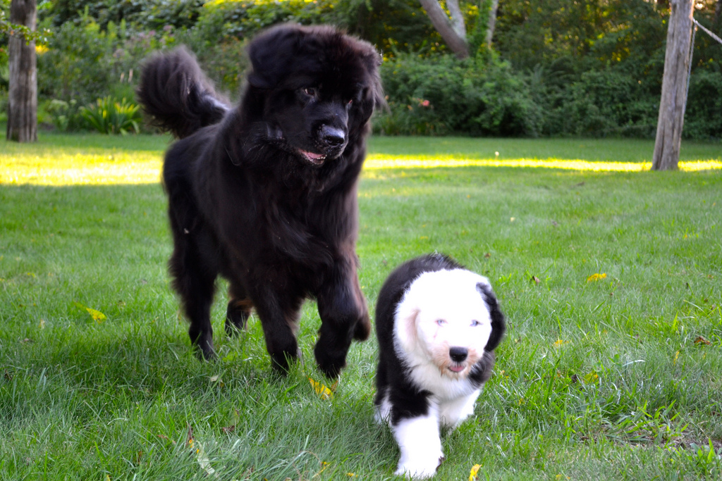 Dog Vacay launches a community marketplace for dog-sitting