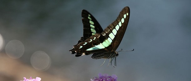 Two worlds collide: Twitter, the butterfly effect and the future of Journalism