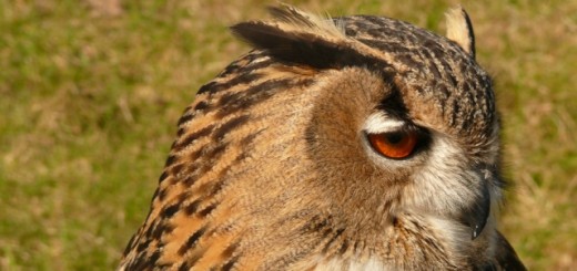 HootSuite releases its Engagement API and adds Digg, Trendspottr, and InboxQ apps