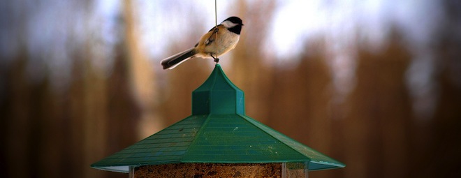 Rumblefish CEO explains why a YouTube video with chirping birds was hit with a copyright claim