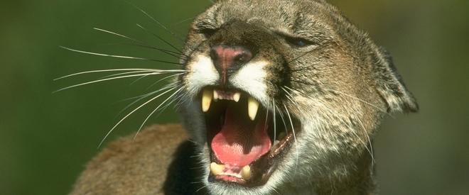 Apple’s strange PR move: No on-stage debut for OS X Mountain Lion