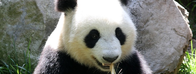 This hipster-optimised app wards off ghosts and saves pandas. But not really.