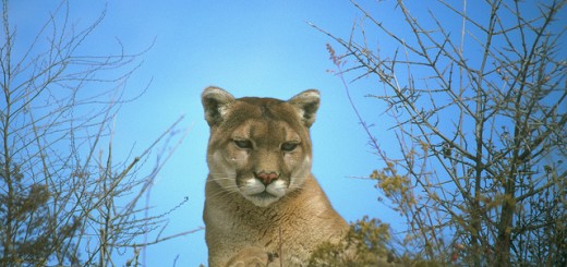 Apple releases OS X 10.8 Mountain Lion Developer Preview 2, lists known issues