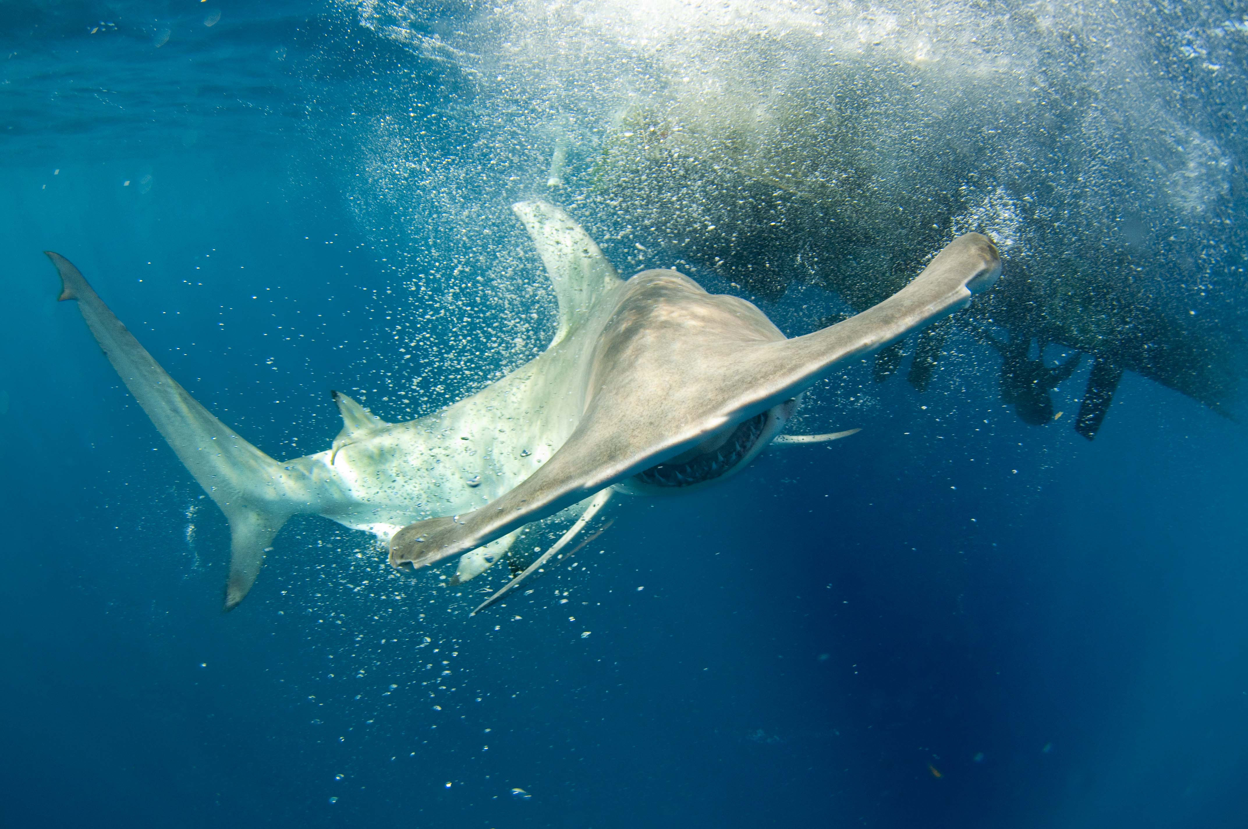 One year after entrepreneurs gather for Summit at Sea, nearly $1 million is raised to protect the ocean ...