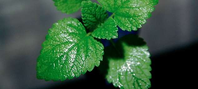 Mint Market: A Niche, mobile marketplace to buy & sell anything like-new