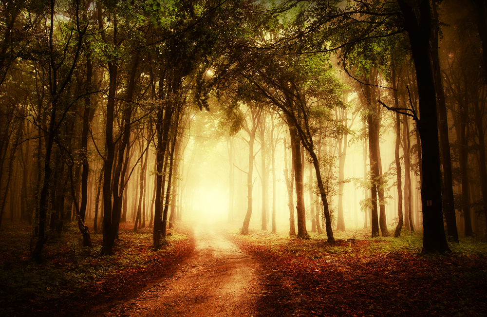 Virtual Photo Walks on Google+ allow the sick and disabled to explore the world
