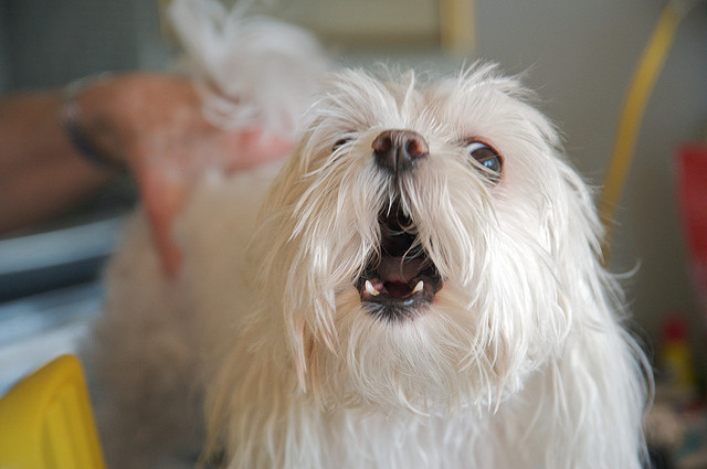 This app will help you find out your pet’s inner thoughts