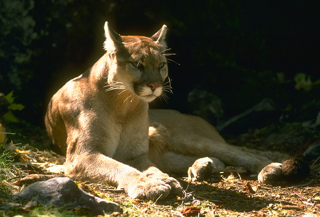 Apple releases an update for OS X Mountain Lion Developer Preview 3