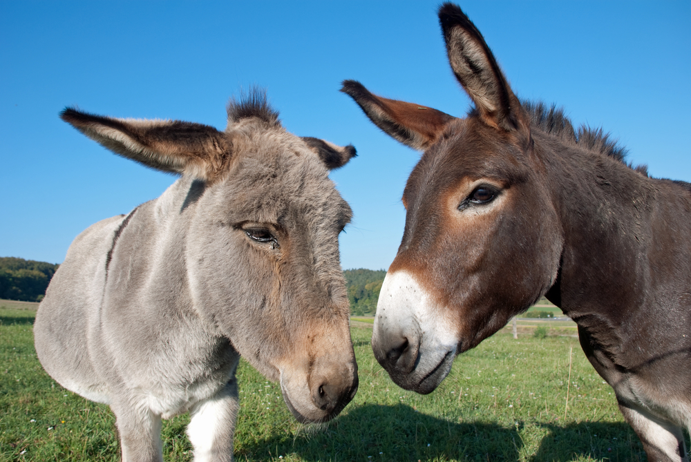 Any travel requests? Ask a mule.