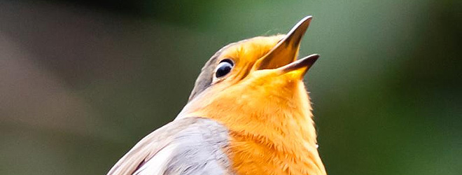 Wake up to the sound of tweets in the morning with The Listening Machine