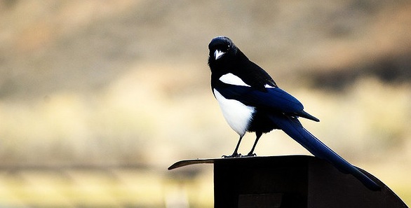 LinkedIn will stop sharing Tweets on users profiles to comply with newly enforced Twitter rules