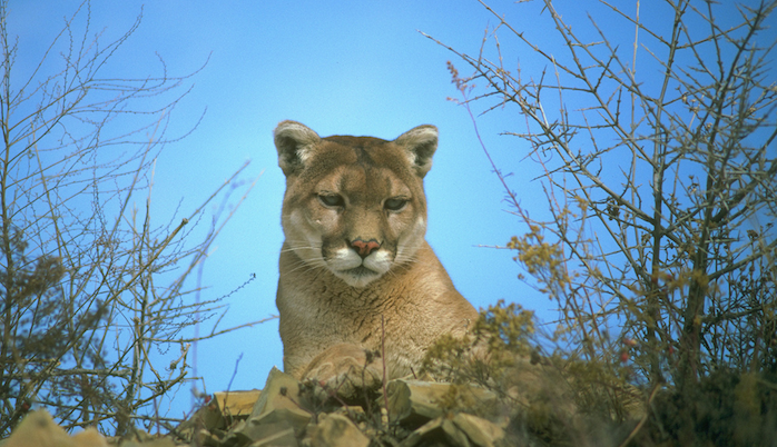 TNW Review: OS X 10.8 Mountain Lion