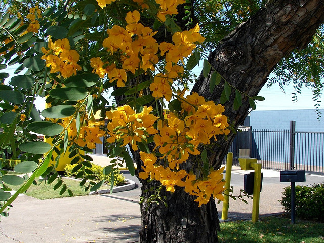 Sugar Packet grabs $350K for Favortree: A community app for sharing goods and services