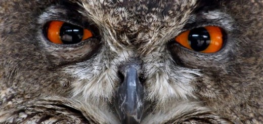 HootSuite rolls out single sign-on feature, letting users log-in with company email