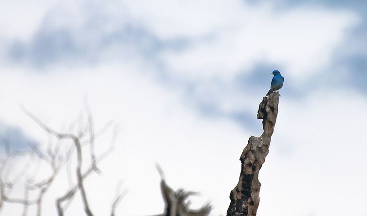 Twitter’s compliance with copyright takedown notices and government requests for user info, by ...