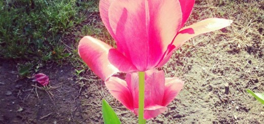 Instagram hits 80 million users, a 30M increase since acquisition, nearly 4B photos shared