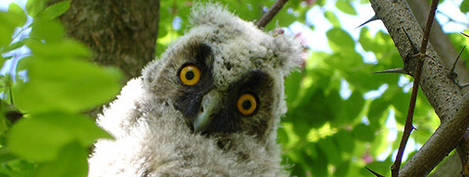 HootSuite plugs Evernote, ZenDesk and Storify into its social App Directory
