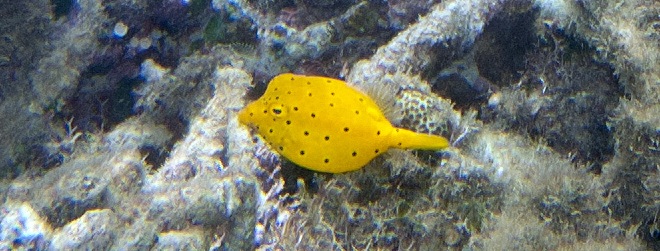 Boxfish Live Guide for iPad: Real-time search for what’s being discussed on TV right now