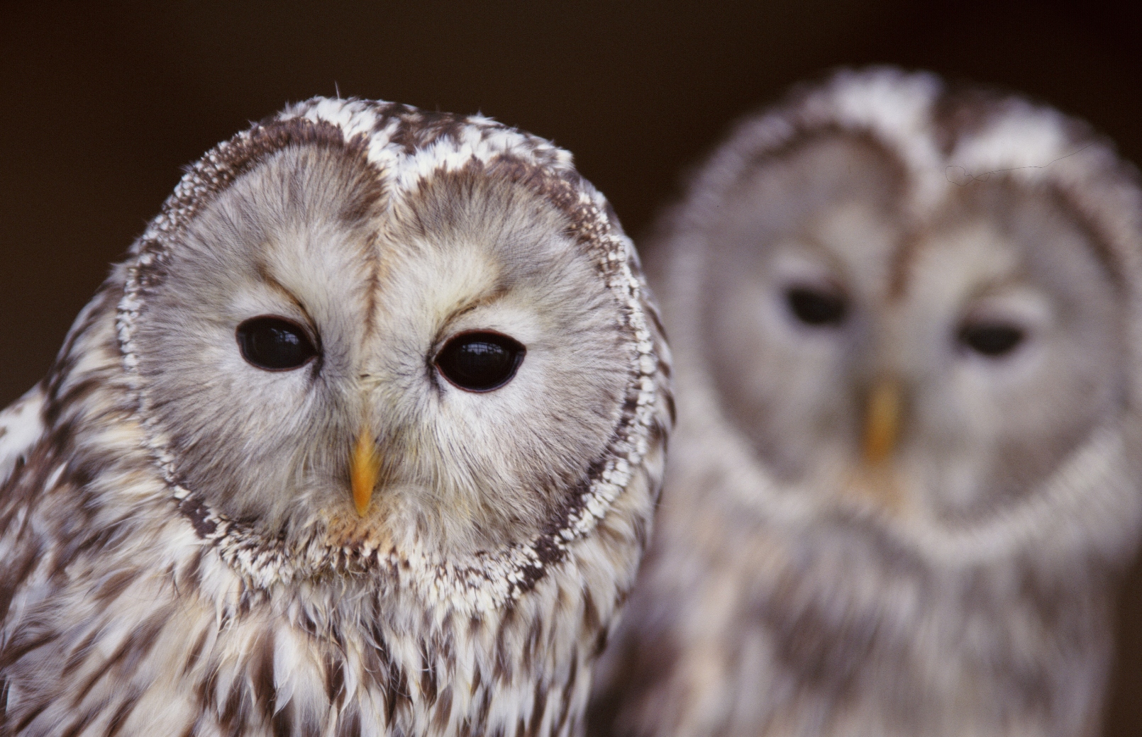 HootSuite adds Reddit, StumbleUpon and more to its ever-growing App Directory