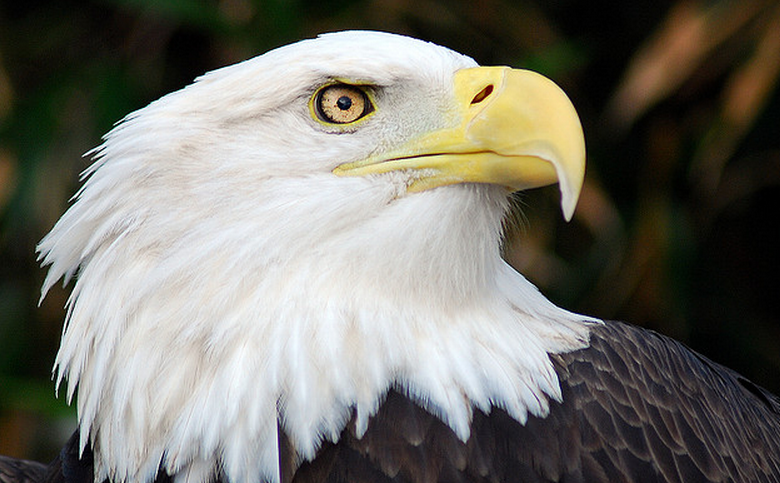Yahoo upgrades its IntoNow app to include election tools for the common voter