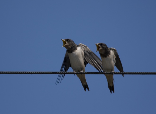 Twitter now has over 2,000 sites using its ad-friendly Cards feature, adds gender targeting for promoted ...