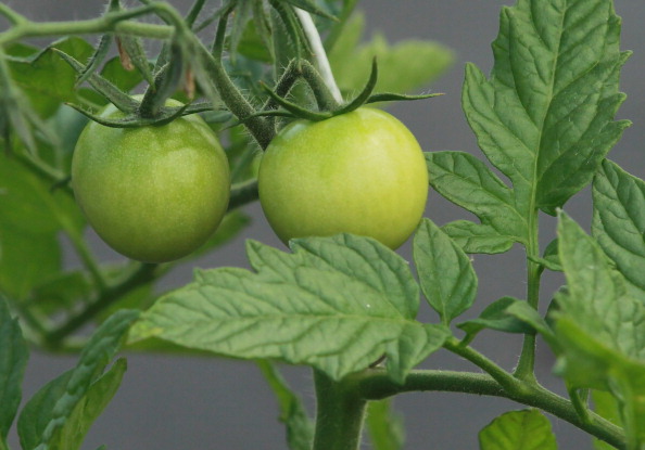 Farmigo takes on $8 million, launching its farm-to-consumer co-ops in SF and NYC