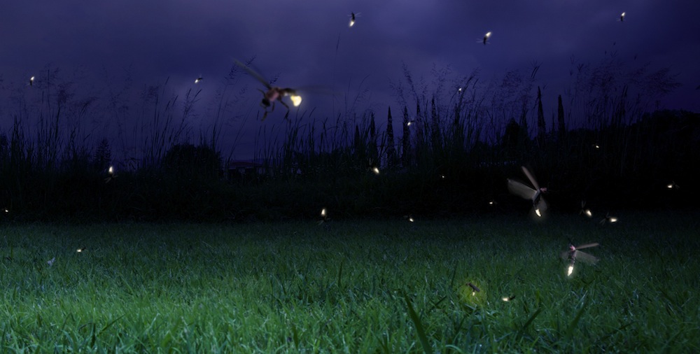 Firefly raises $20K from First Round Capital’s Dorm Room Fund Featured Image