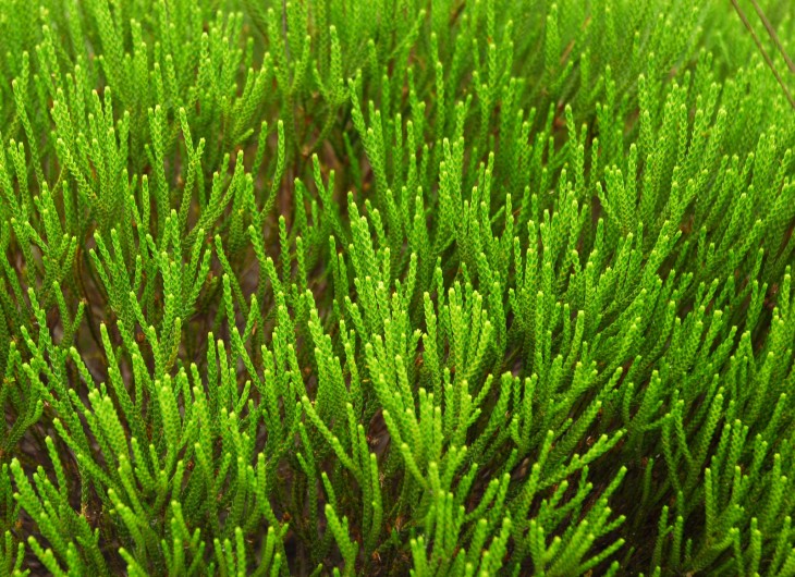Microsoft Research and the UN team up to build a computational model of ecosystems across the world