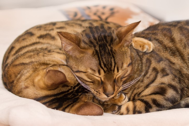 Verizon finds US developer outsourced his job to China so he could surf Reddit and watch cat videos
