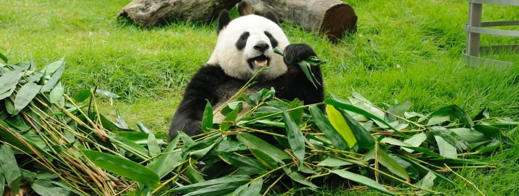 Rocket-backed delivery service FoodPanda expands to China, Brazil, Russia and 9 other countries