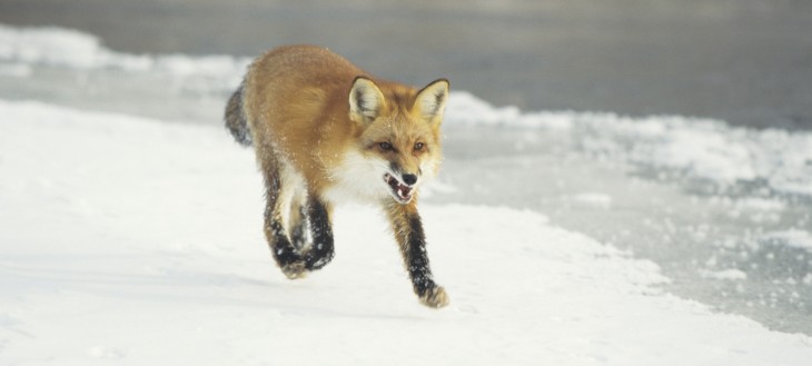 With 8m users in China, Mozilla’s Firefox is battling to gain ground against local browsers
