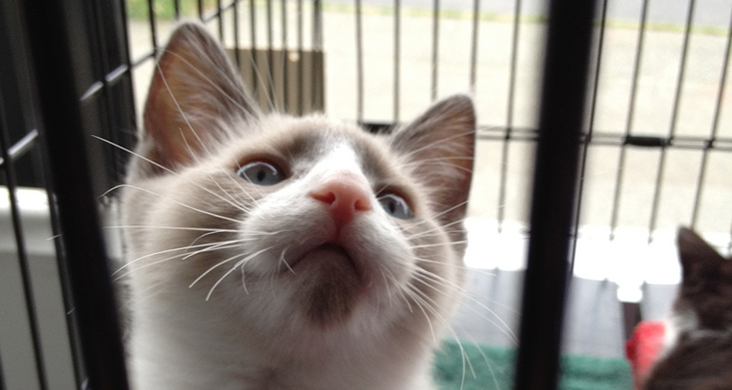 New Zealand businessman and wildlife campaigner Gareth Morgan’s website hacked by cat lovers