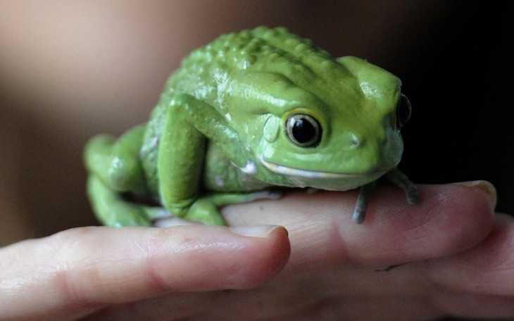 Social influencer startup BlogFrog rebrands to TapInfluence, release self-managed community platform