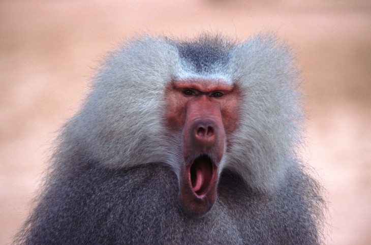 How your business could learn from Chaos Monkey
