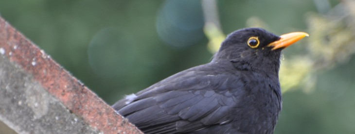500 Startups-backed Blackbird Ventures takes flight with $30m fund for Australian startups